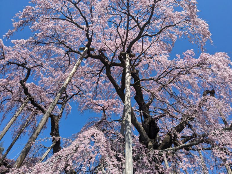 桜鑑賞ツアーご予約受付中🌸