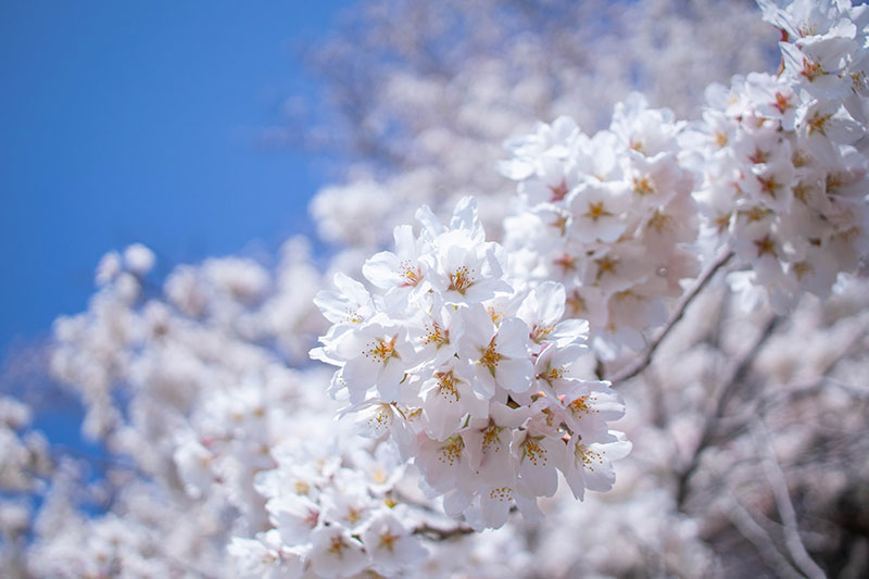 桜鑑賞