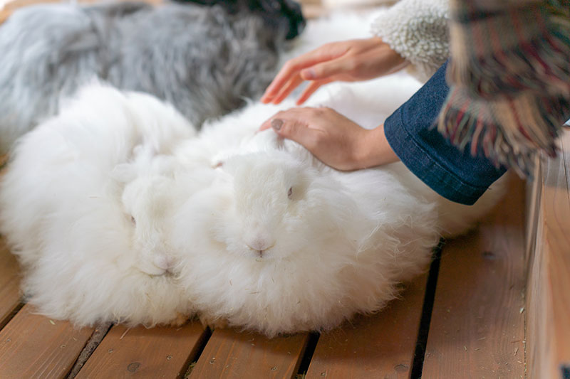 ファーム動物とのふれあい