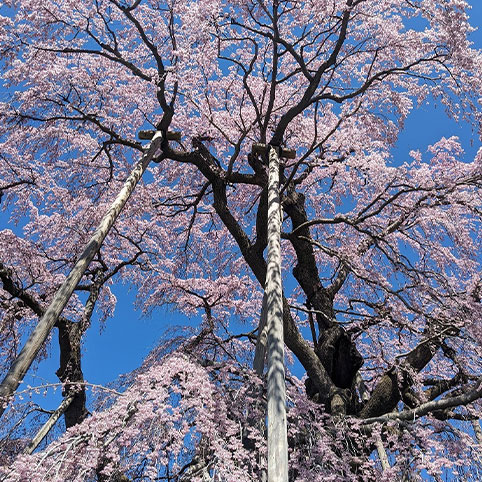 桜鑑賞ツアー