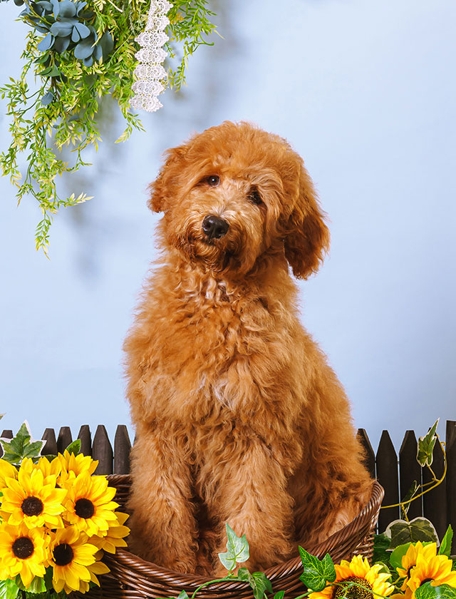 看板犬「えな」