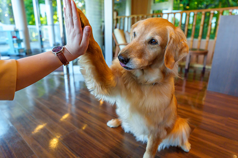 看板犬「こなす」